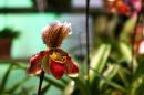 orchidees senat 020 * 4368 x 2912 * (4.9MB)